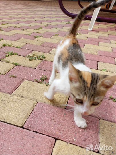 Кошечка в добрые руки