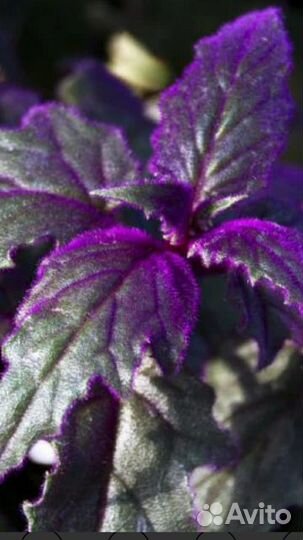 Гинура Синяя птица