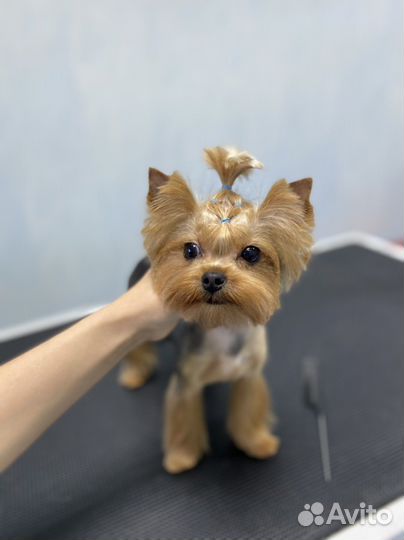 Грумер (стрижка собак)