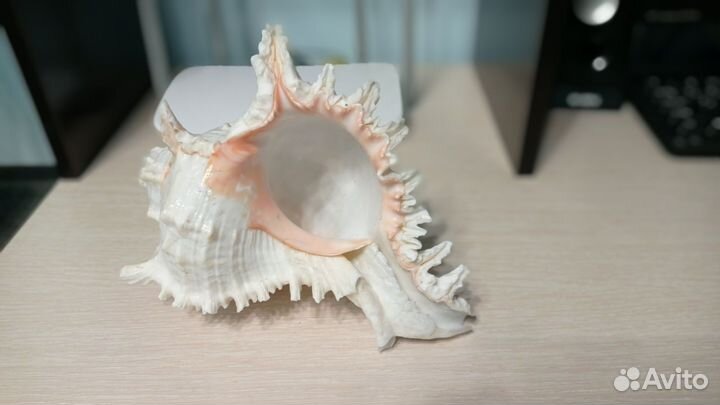 Раковина ракушка большая