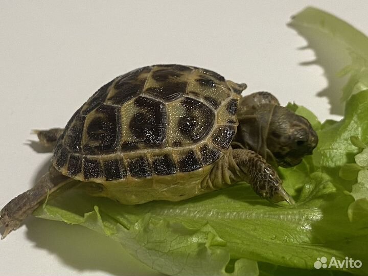 Черепаха сухопутная малыш