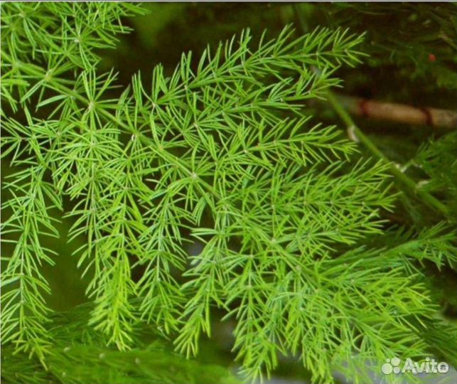 Аспарагус Перистый,Майери,Шренгера семена