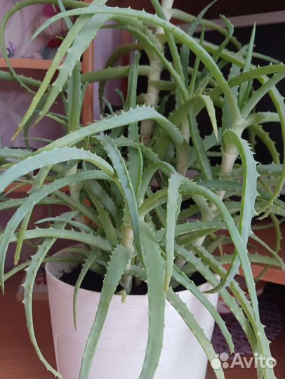 Алоэ,столетник