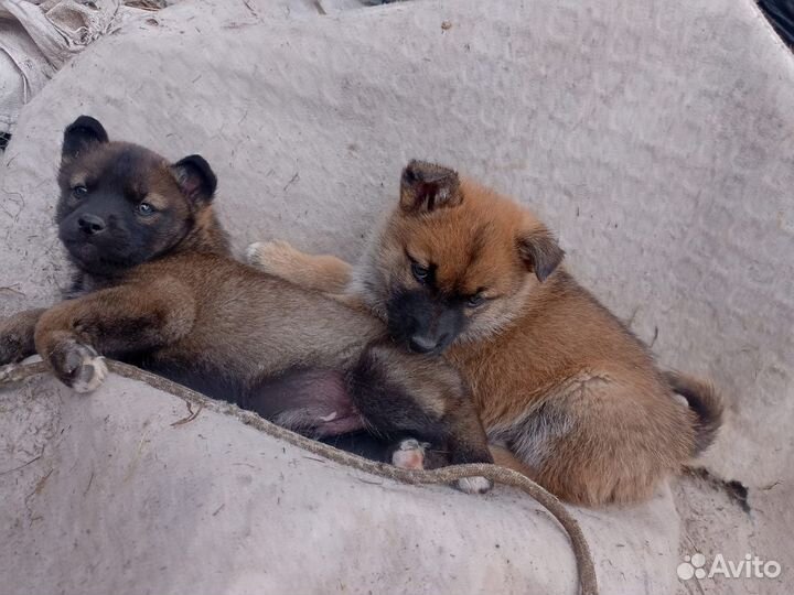 Щенки в добрые руки