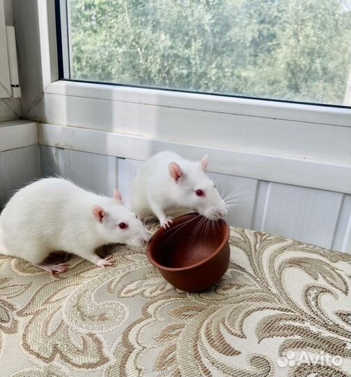 Белые Крысы 6мес