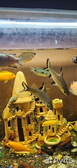 Аквариумные рыбки