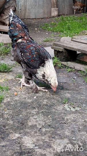 Домашние цыплята +породистая птица