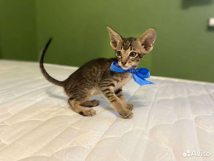 Ориентальные котята тигрового окраса