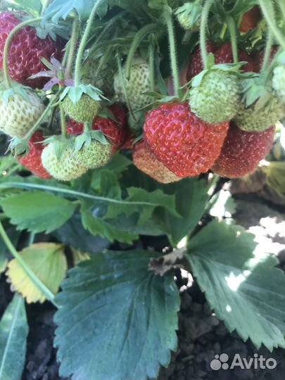 Саженцы,клубника,малина,картофель