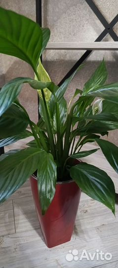 Спатифиллум купидо