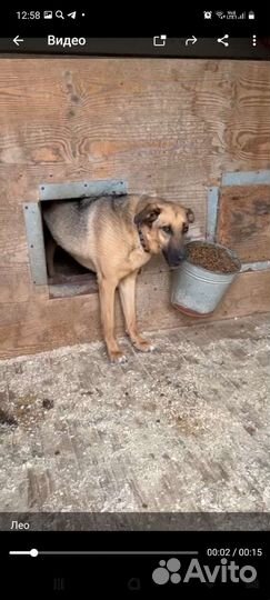 Молодой пёс из приюта