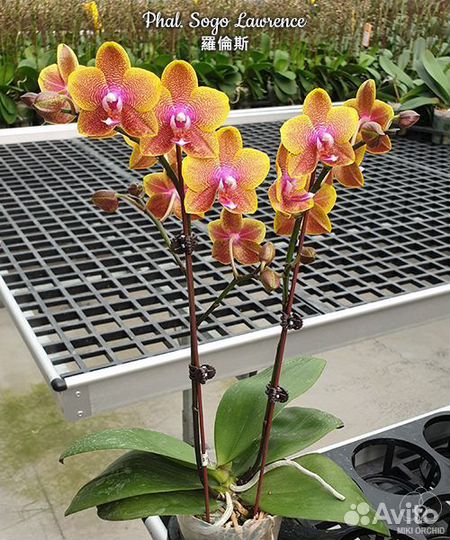 Орхидея Сого Лоуренс