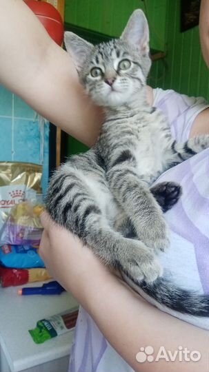 Кошка