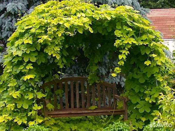 Лианы (подробности в описании)