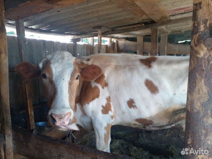 Корова высокоудойная