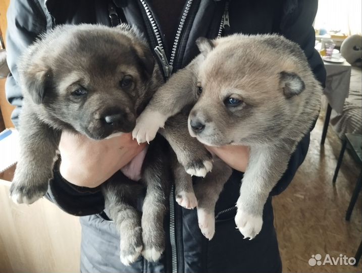 Щенки в добрые руки