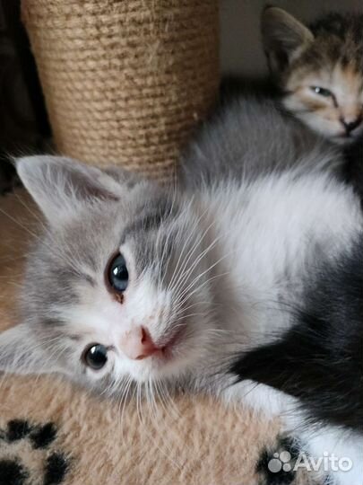 Кошки в добрые руки бесплатно