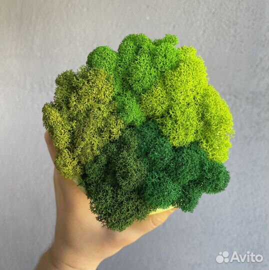 Стабилизированный мох ягель Изумрудный