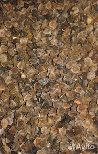 Гречиха семена сорт Диалог