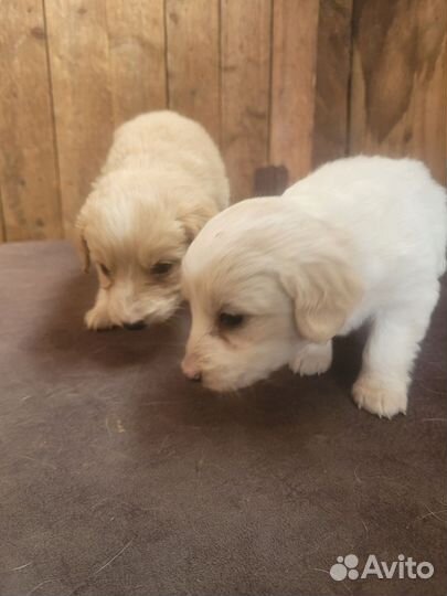 Собака в добрые руки отдам бесплатно