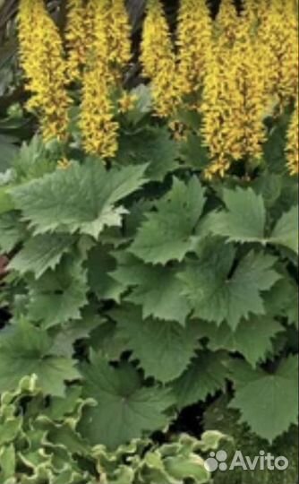 Бузульники