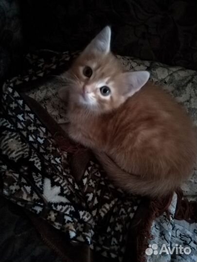 Котенок рыженький