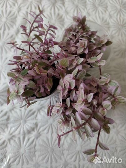 Коллизия розовая пантера и другие