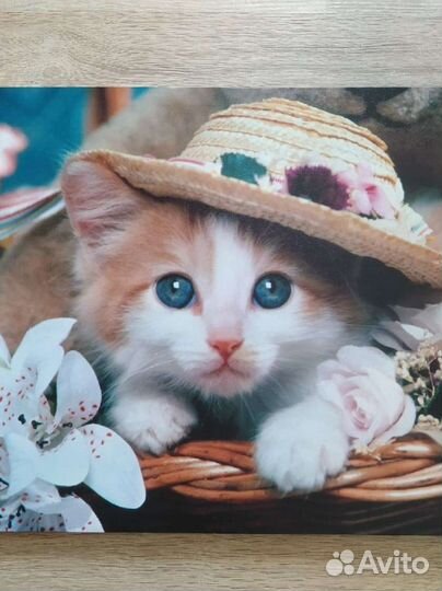 Постер Котик