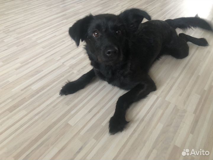 Собака в добрые руки