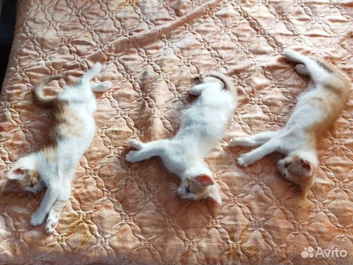 Кошки мейн-кун