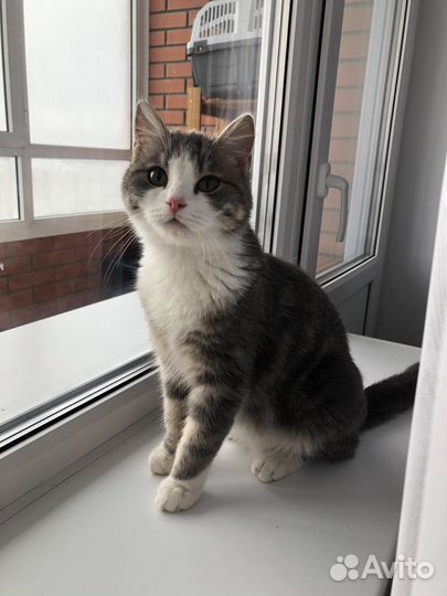 Кошка