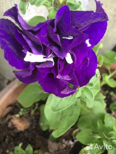 Петунья махровая рассада