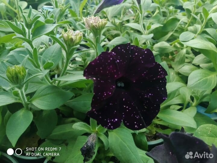 Петуния ампельная