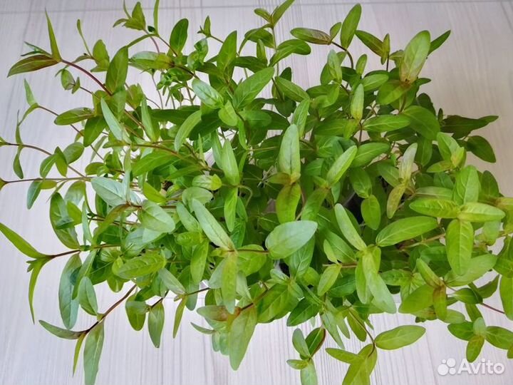 Дербенник иволистный Арабис альпийский многолетник