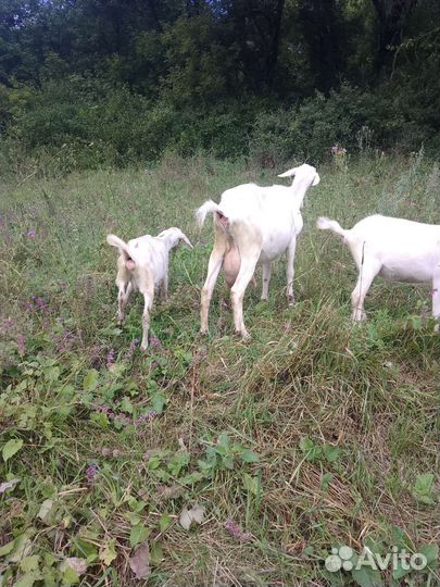 Продаются дойные козы