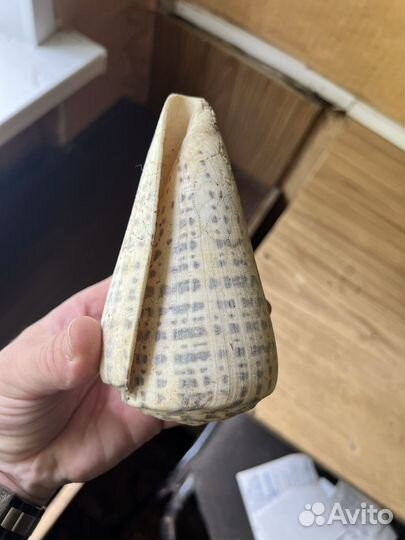 Декоративные Раковины