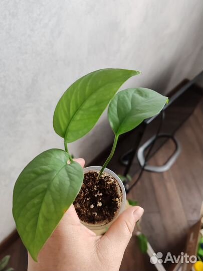 Эпипремнум и Сциндапсус