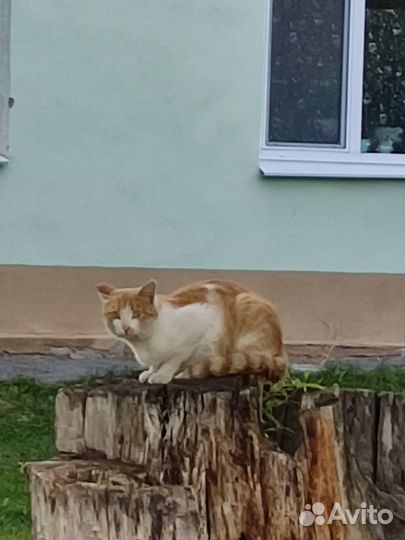 Кошка