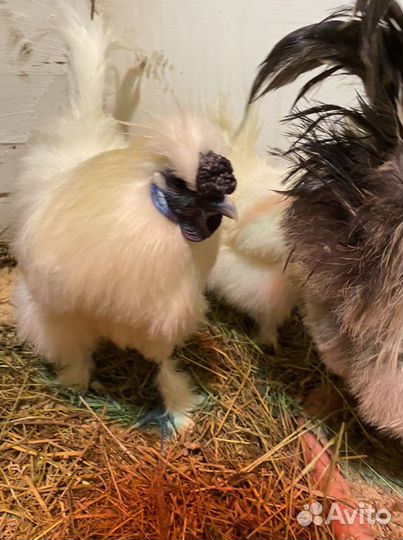 Петух китайский шелковый