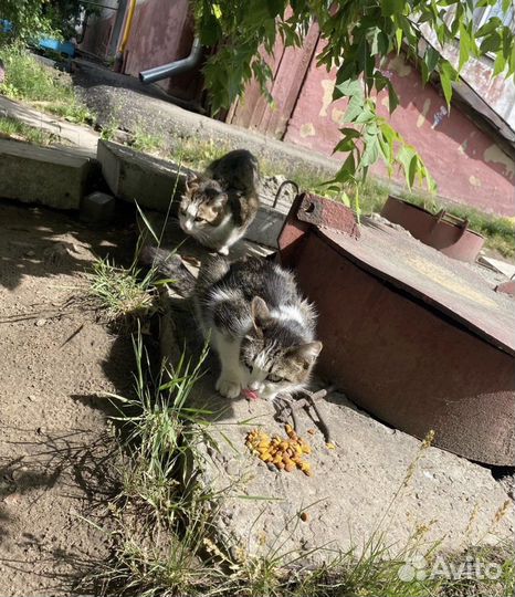 Котята и кошки в добрые руки