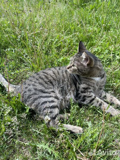 Красавец Яша ищет дом