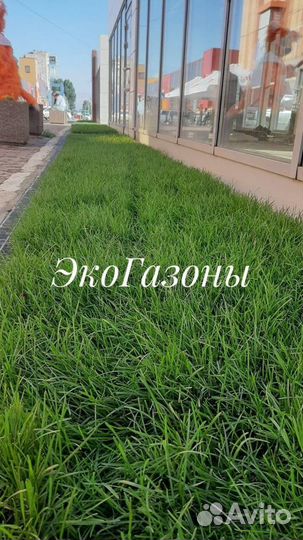 Рулонный газон экогазоны