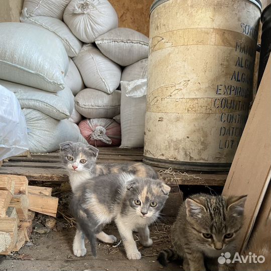 Кошка