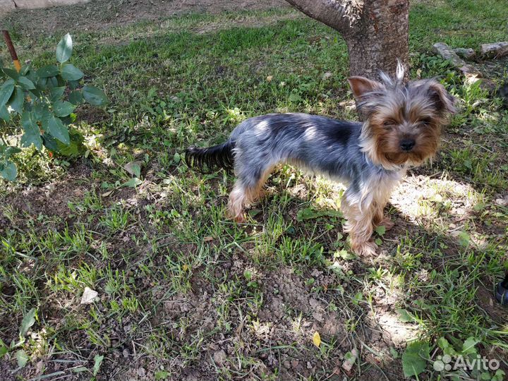 Йоркширский терьер девочка