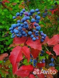 Магония падуболистная саженцы