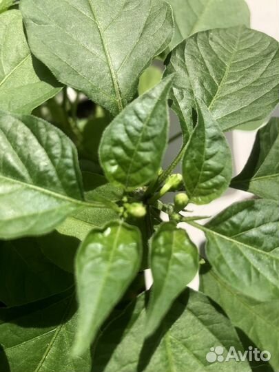 Перчик чили комнатный