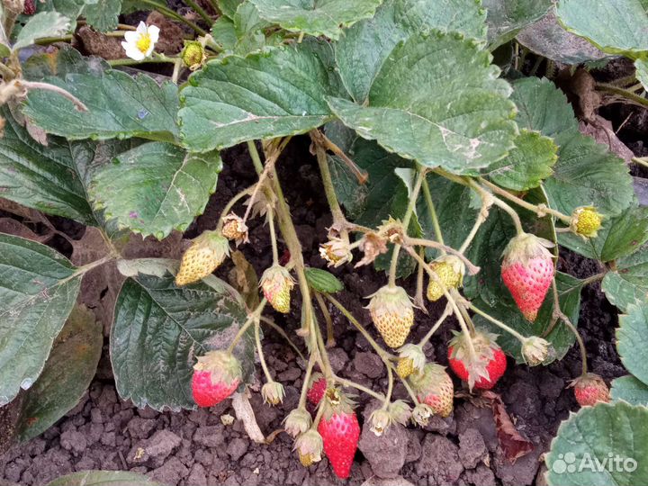 Рассада клубники многоразовой