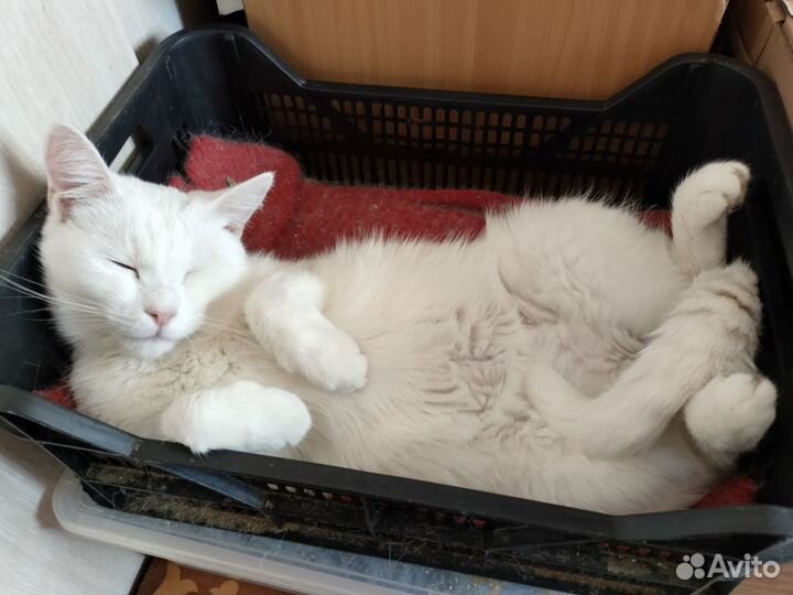 Очень спокойная кошка Соня из приюта ищет дом