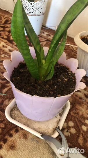 Сансевиерия