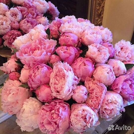 Пионы Цветы Доставка